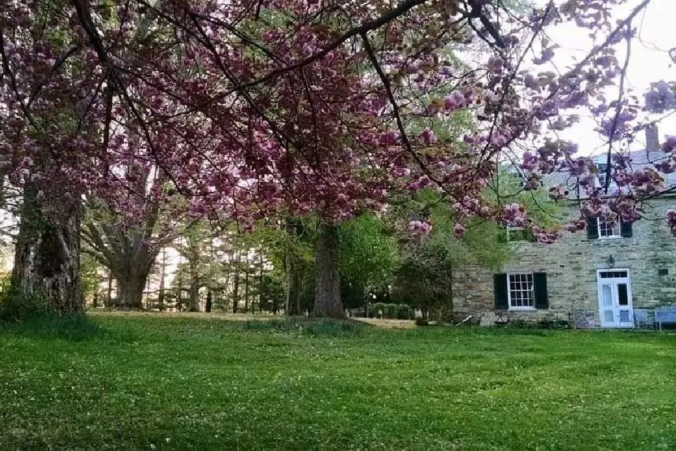 A tree with pink flowers in the middle of it